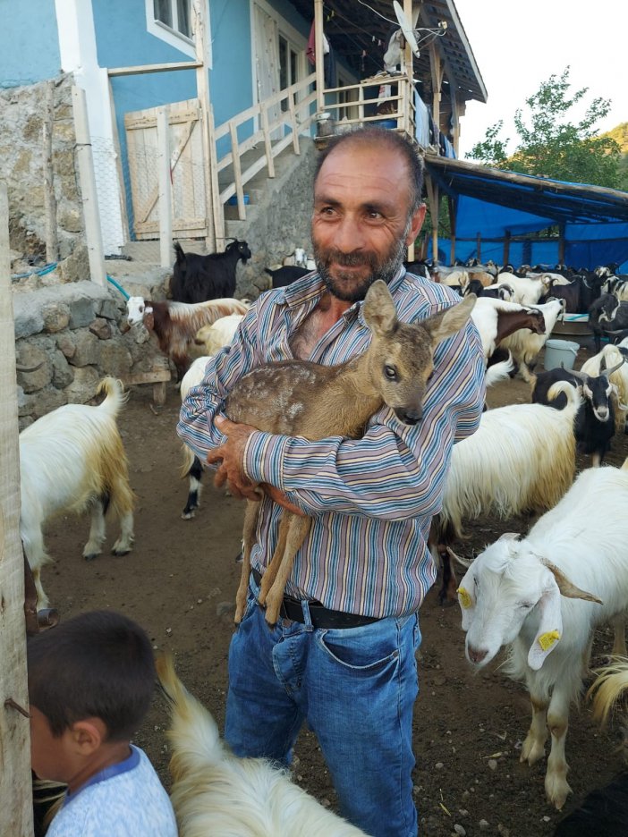 Çoban Tarafından Bulunan Yavru Karaca Koruma Altına Alındı