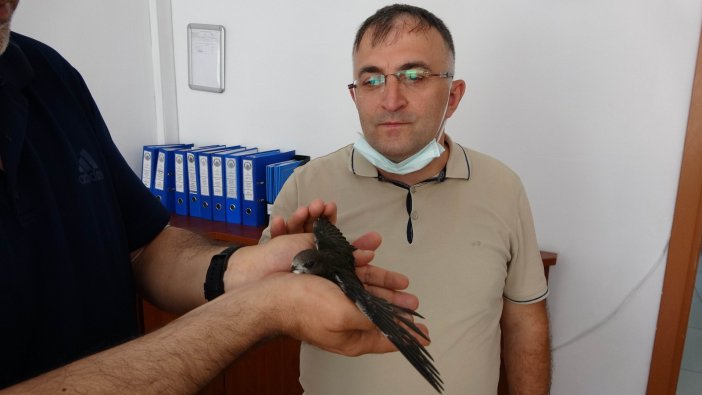 Okul Bahçesindeki Yaralı Ebabil Kuşuna Öğretmenler Sahip Çıktı