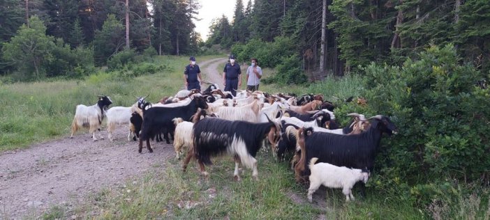 Kaybolan 150 Keçiyi Jandarma Ekipleri Buldu