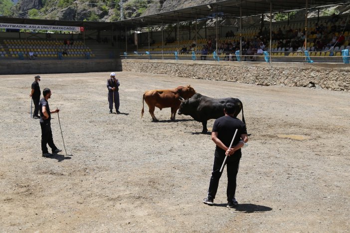 1 Yılın Aradan Sonra Artvin’de Boğa Güreşleri Yeniden Yapılmaya Başladı