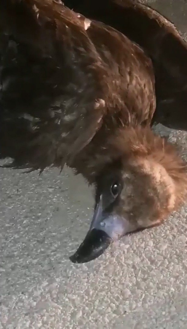 Yaralı Kartalı Orman Personeli Fark Etti
