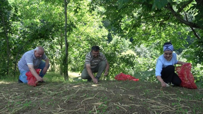 Antioksidan Kaynağı Kestane Çiçekleri ’çay’ Oldu