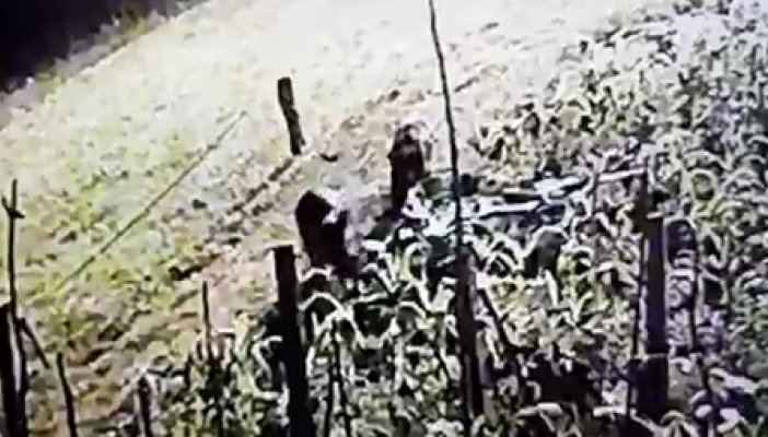 Rize’de Bahçeyi Talan Eden Domuzlar Güvenlik Kamerasına Yakalandı