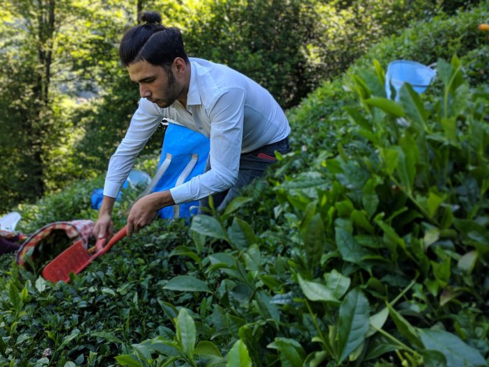 Çaykur 2. Sürgün Yaş Çay Kampanyasının İlk Gününde Bin Ton Yaş Çay Aldı