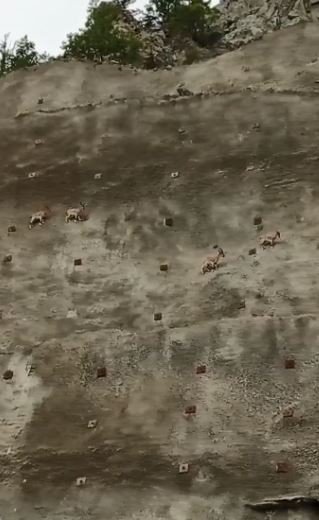 Artvin’de Baraj Setine Tırmanan Keçiler, Görenleri Şaşkına Çeviriyor