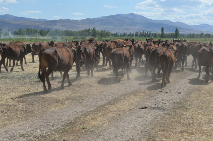4 Bin Yıllık Geçmişi Olan Yerli Sığır Irkı "doğu Anadolu Kırmızısı" Koruma Altına Alındı