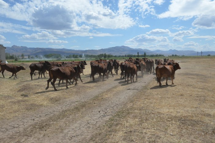 4 Bin Yıllık Geçmişi Olan Yerli Sığır Irkı "doğu Anadolu Kırmızısı" Koruma Altına Alındı