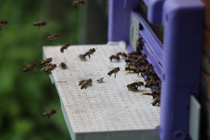 Kafkas Ana Arıları İlçedeki Bal Üretimini 3’e Katladı