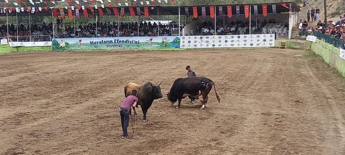 Sular Altında Kalacak Olan İlçede Son Boğa Güreşleri Yapıldı