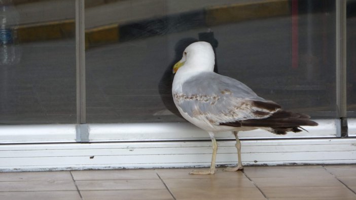 Aç Martı Pidecinin Kapısında Böyle Bekledi