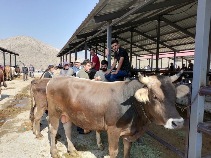 Kurban Satışları Hayvan Üreticilerinin Yüzünü Güldürüyor