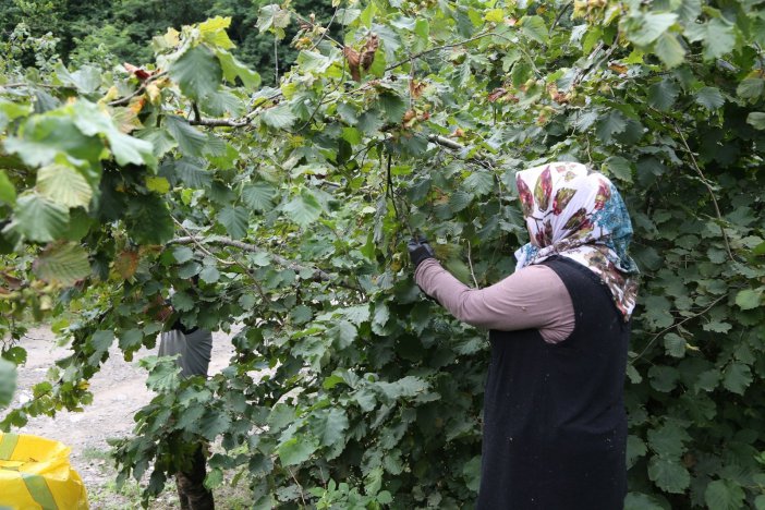 Fındık İşçiliğine Büyük Talep