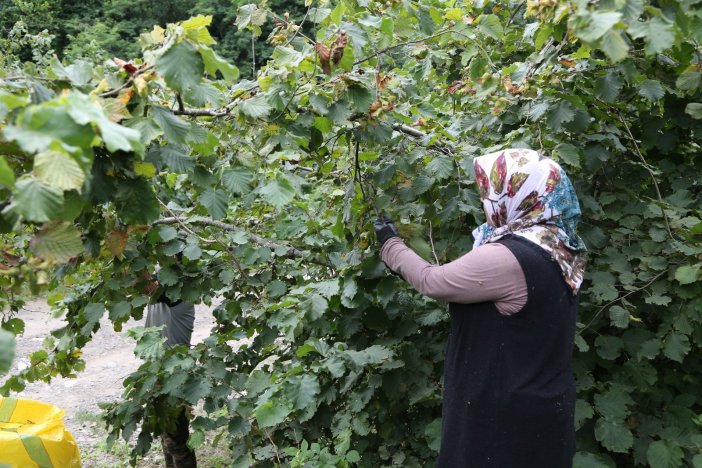 Fındık İşçiliğine Büyük Talep