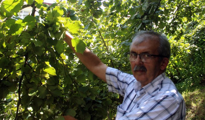 Fındık Üreticisi Hasat Öncesi Fiyat Açıklanmasını Bekliyor