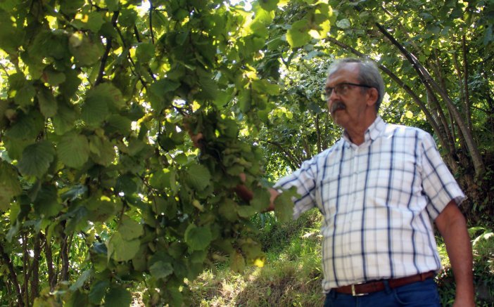 Fındık Üreticisi Hasat Öncesi Fiyat Açıklanmasını Bekliyor