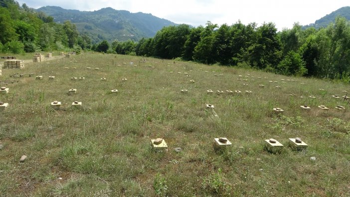 Ordu’da ‘kraliçe Arı’ Üretimi Her Geçen Gün Artıyor