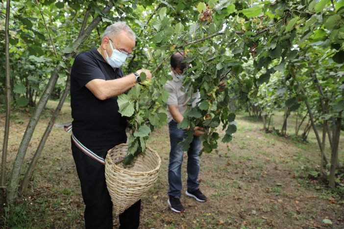 Fındık Hasadı Başladı, Vali Ve Başkan Bahçeye Girdi