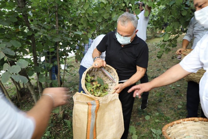 Fındık Hasadı Başladı, Vali Ve Başkan Bahçeye Girdi