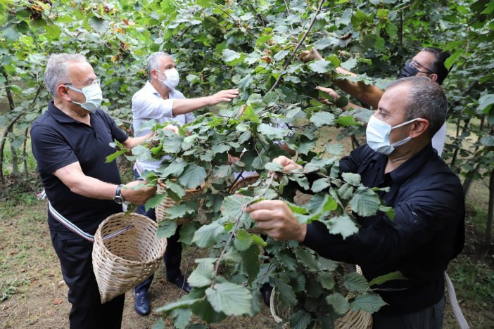 Fındık Hasadı Başladı, Vali Ve Başkan Bahçeye Girdi