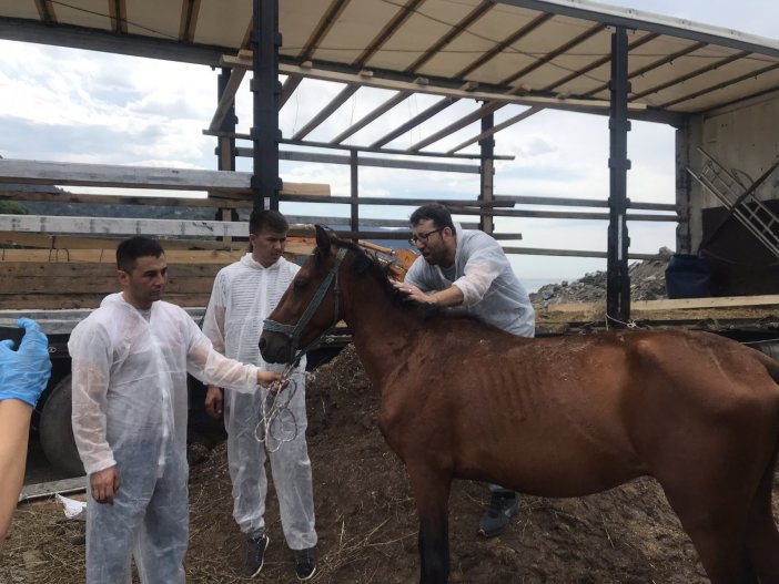 Hopa’da Bir Tır Dorsesinde Ölüme Terk Edilen Atlar İçin Gönüllüler Seferber Oldu