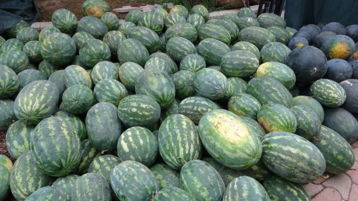 trabzon-karpuz-13.jpg