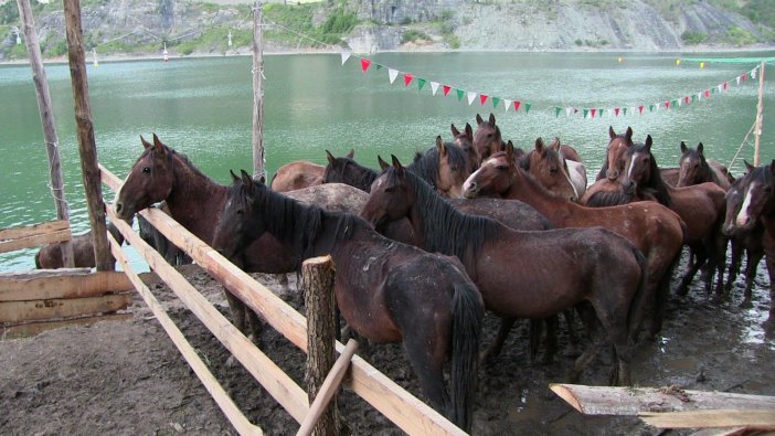 artvin-atlar-13.jpg