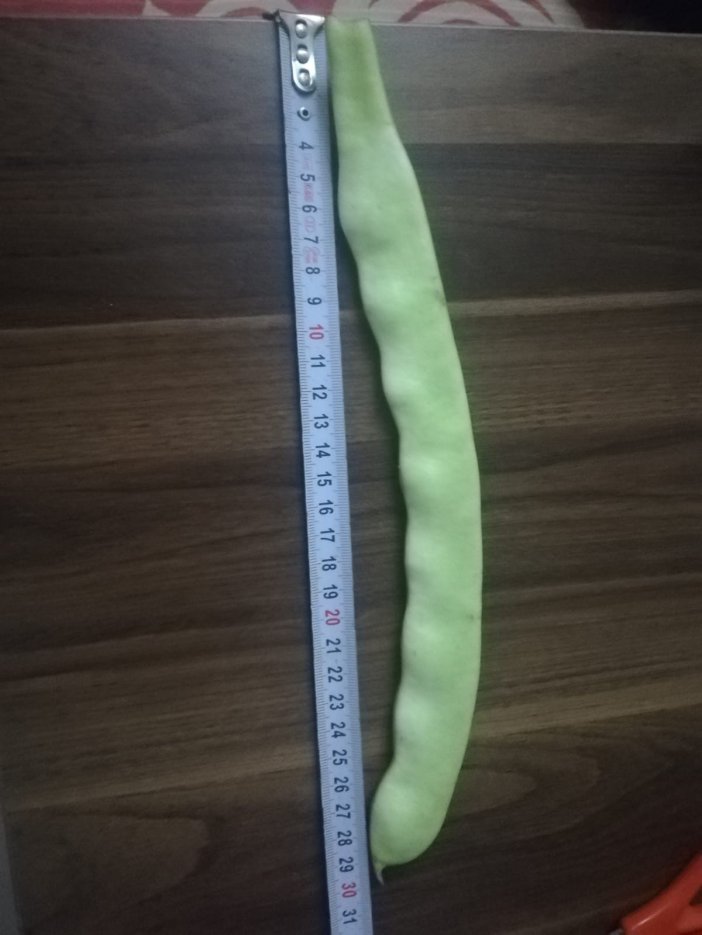 29-cm-fasulye-1.jpg