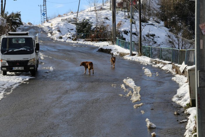 sokak-hayvanlari-rize-13.jpg