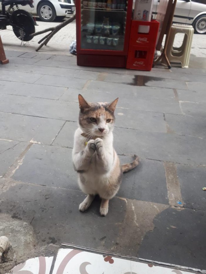 artvin-kedi-12.jpg
