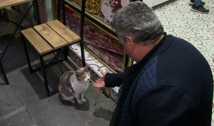 artvin-kedi-14.jpg