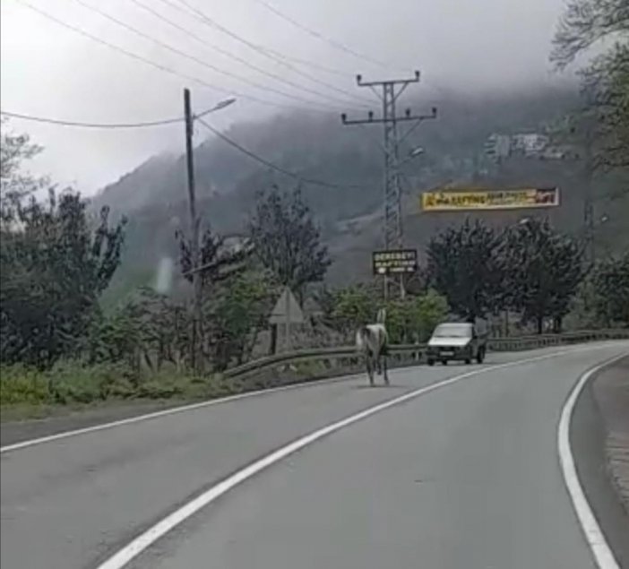 rize-at-1.jpg