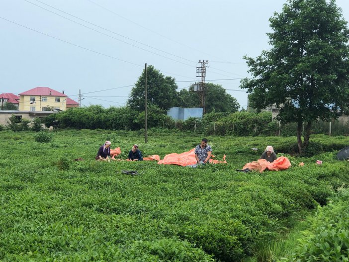 rize-cay-uretici-12.jpg