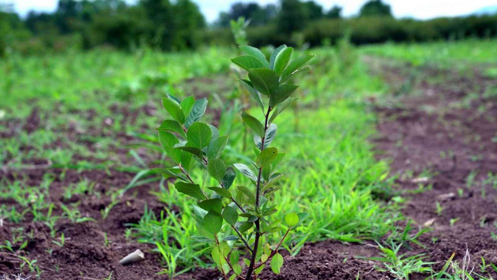 Karadenizde Herşey Yetişiyor , Geleceğin Meyvesi ‘aronya’ Samsun’da Üretiliyor
