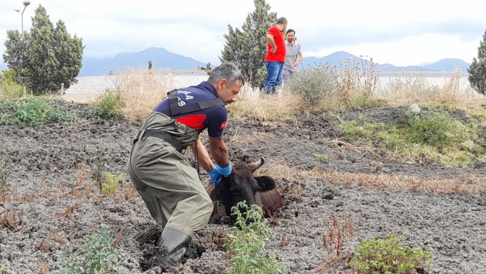 Takat'ta Balçığa Saplanan İneği İtfaiye Ekipleri Kurtardı