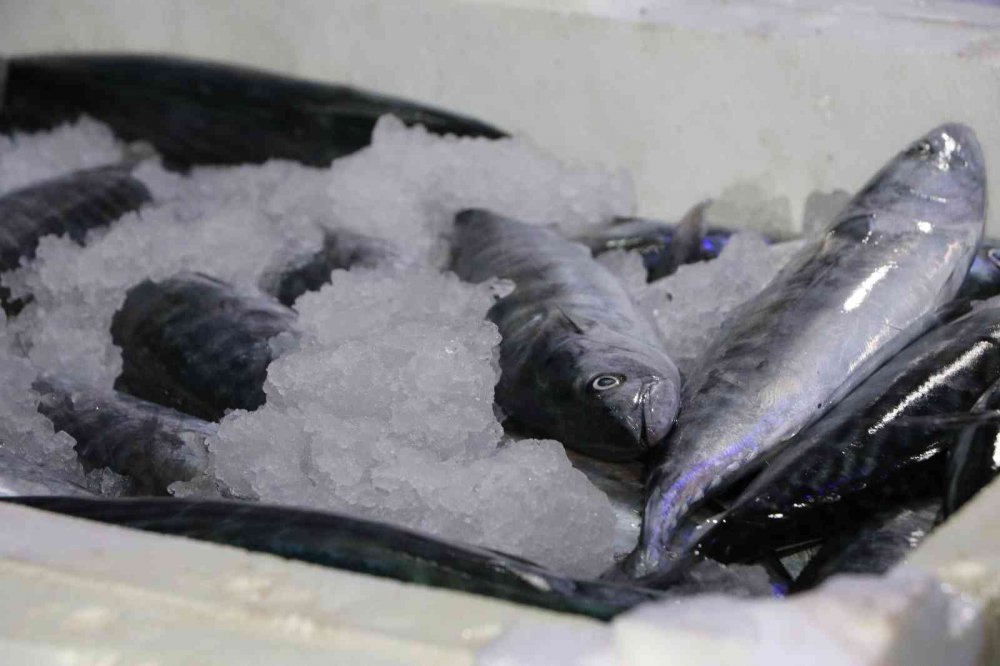 Rize’de Balık Sezonu Bereketli Başladı