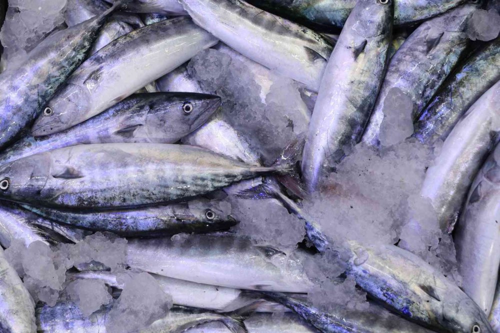 Rize’de Balık Sezonu Bereketli Başladı