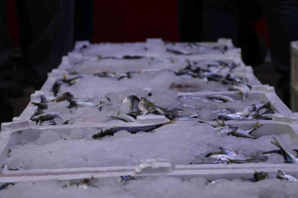 Rize’de Balık Sezonu Bereketli Başladı