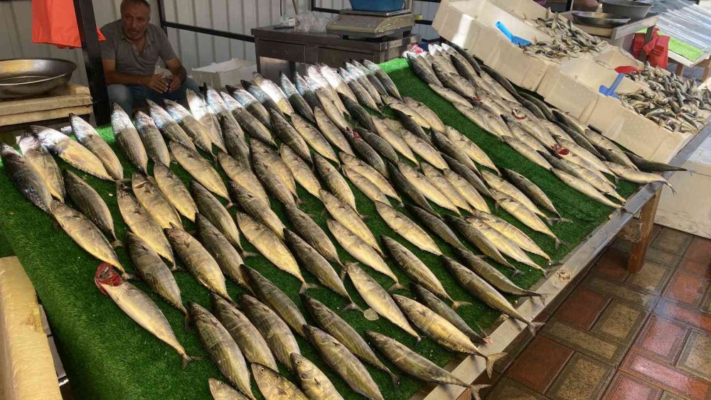 Tezgahlar Palamutla Doldu Taştı, Sezon Bereketli Başladı