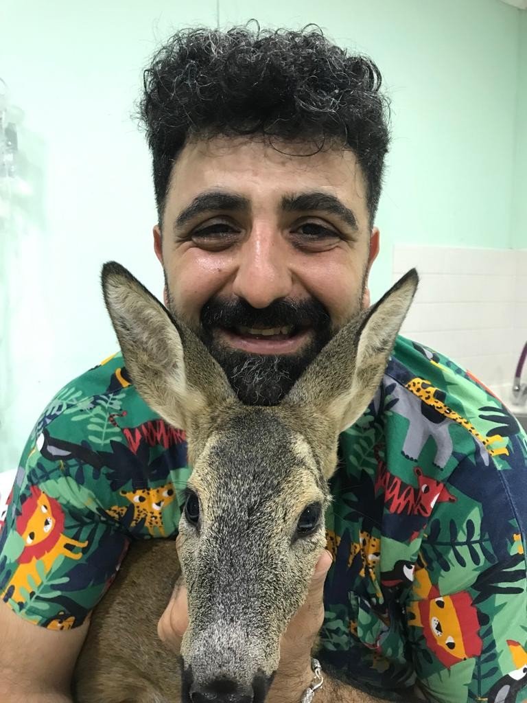 Yavru Ceylanın Parçalanan Arka Bacağı Kesilerek Hayatı Kurtarıldı