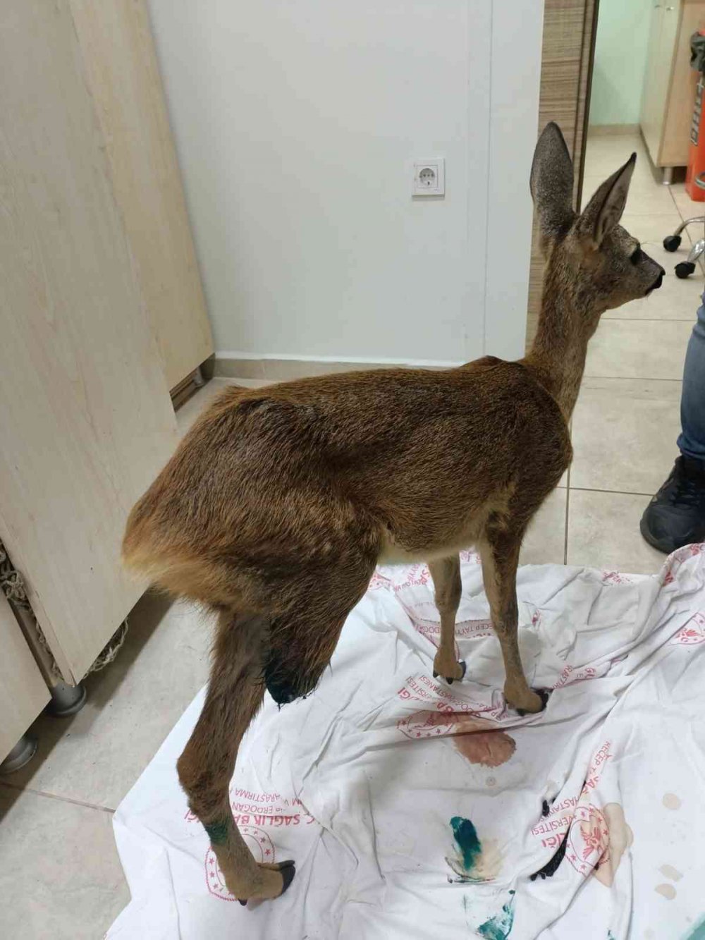 Yavru Ceylanın Parçalanan Arka Bacağı Kesilerek Hayatı Kurtarıldı