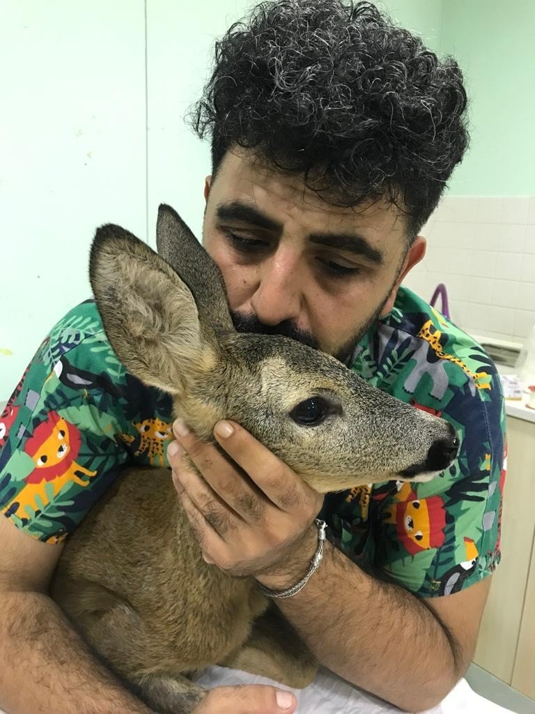 Yavru Ceylanın Parçalanan Arka Bacağı Kesilerek Hayatı Kurtarıldı