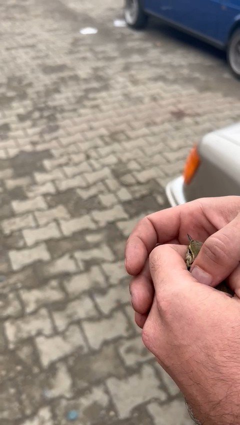 Rizeli Bir Vatandaş Kuşu Kalp Masajıyla Hayata Döndürdü