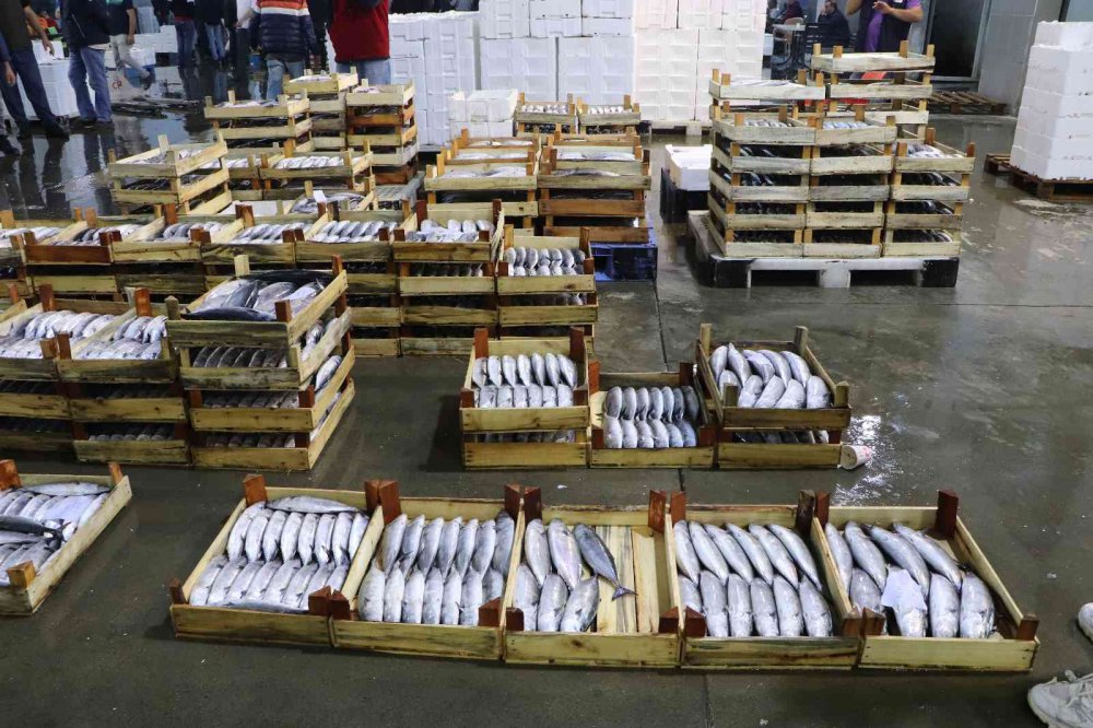 KARADENİZ'DE PALAMUT BOLLUĞU YAŞANIYOR