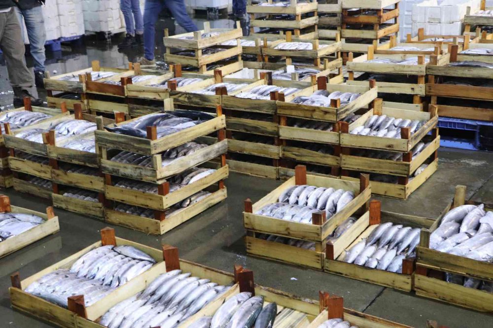 KARADENİZ'DE PALAMUT BOLLUĞU YAŞANIYOR