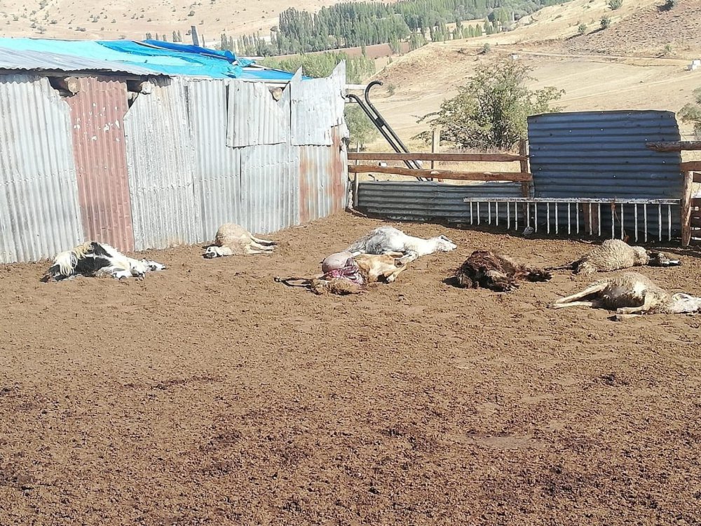 BAYBURT'UN AKŞAR KÖYÜNDE SÜRÜYE SALDIRAN KURTLAR 12 KOYUNU TELEF ETTİ