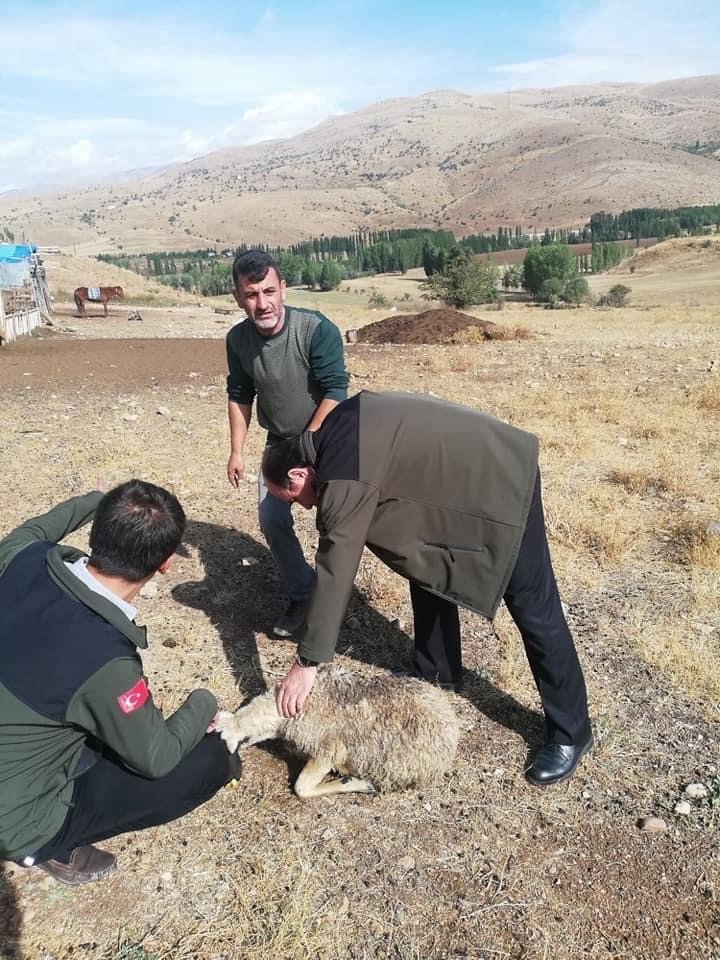 BAYBURT'UN AKŞAR KÖYÜNDE SÜRÜYE SALDIRAN KURTLAR 12 KOYUNU TELEF ETTİ