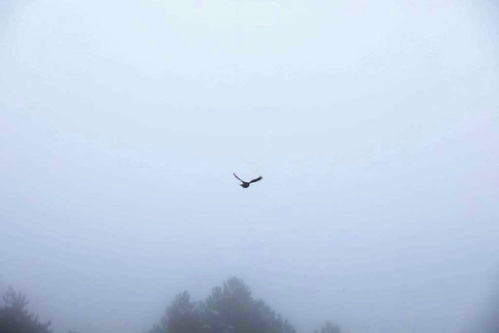 DÜZCE'DE YABAN HAYATI GELİŞTİRME SAHASINDA YÜZLERCE KEKLİK DOĞAYA SALINDI