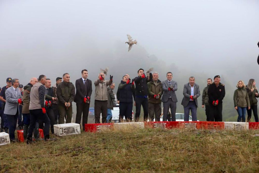DÜZCE'DE YABAN HAYATI GELİŞTİRME SAHASINDA YÜZLERCE KEKLİK DOĞAYA SALINDI