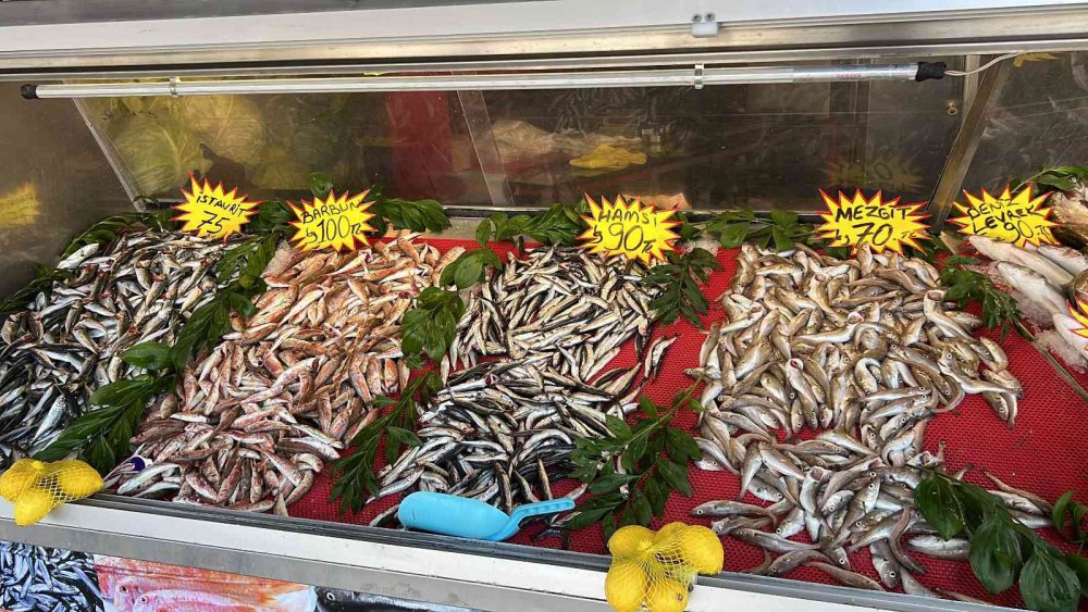 KARADENİZ’DE PALAMUT BOLLAŞTI, HAMSİ YOK OLDU