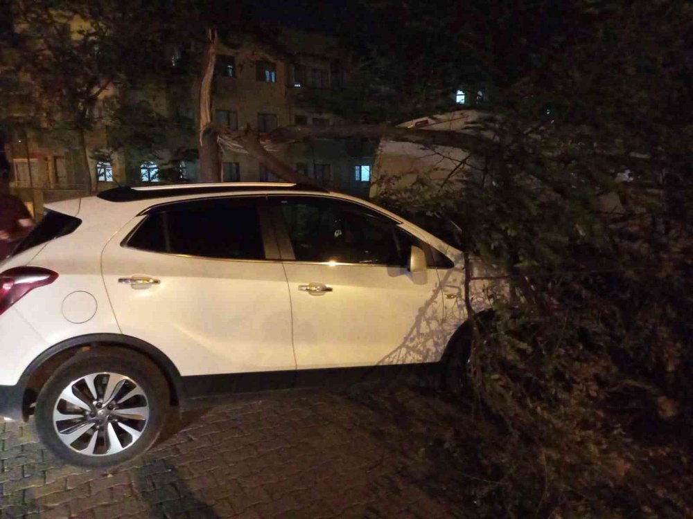 TRABZON’DA AKŞAM SAATLERİNDE BAŞLAYAN ŞİDDETLİ RÜZGAR NEDENİYLE YENİCUMA VE ÇÖMLEKÇİ MAHALLELERİNDE AĞAÇLAR DEVRİLDİ